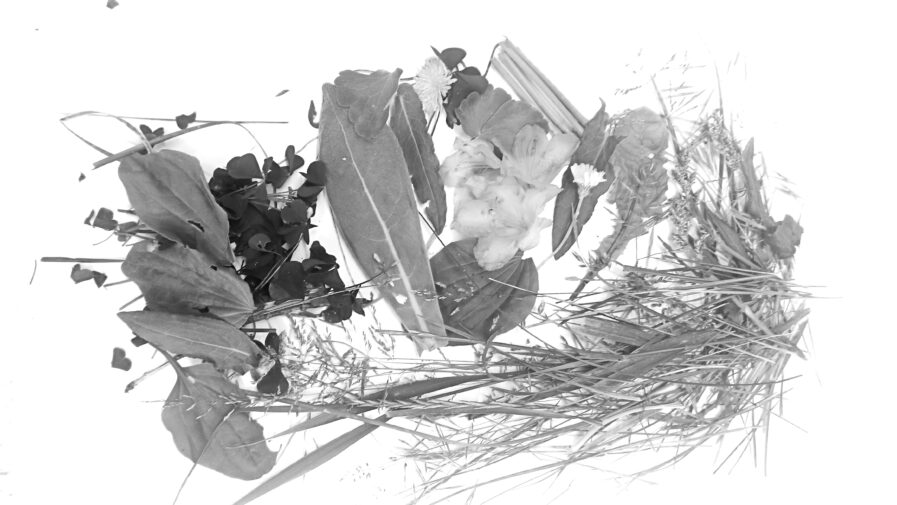 Kūrybinės dirbtuvės „Gamtos portretai“