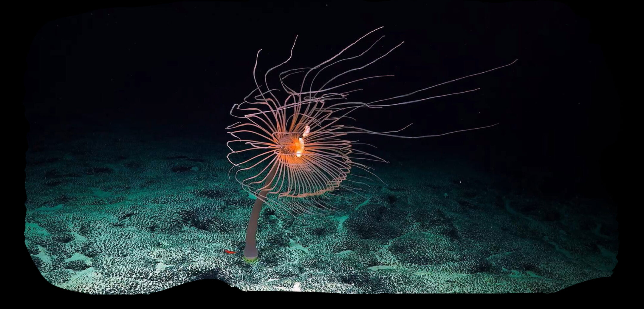 SENGIRĖS KINAS: „IŠ GELMIŲ“