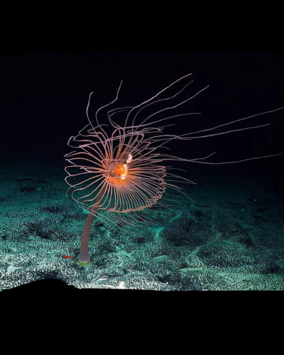 SENGIRĖS KINAS: „IŠ GELMIŲ“