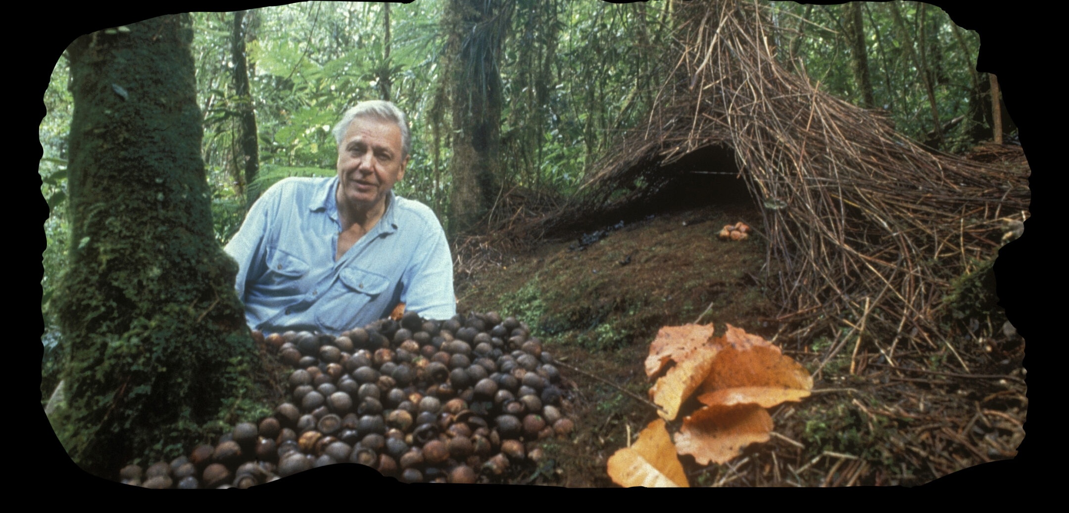 SENGIRĖS KINAS Trakų Vokės dvare: ATTENBOROUGH ROJUJE