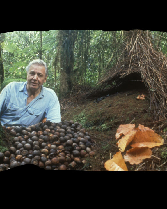 SENGIRĖS KINAS Trakų Vokės dvare: ATTENBOROUGH ROJUJE