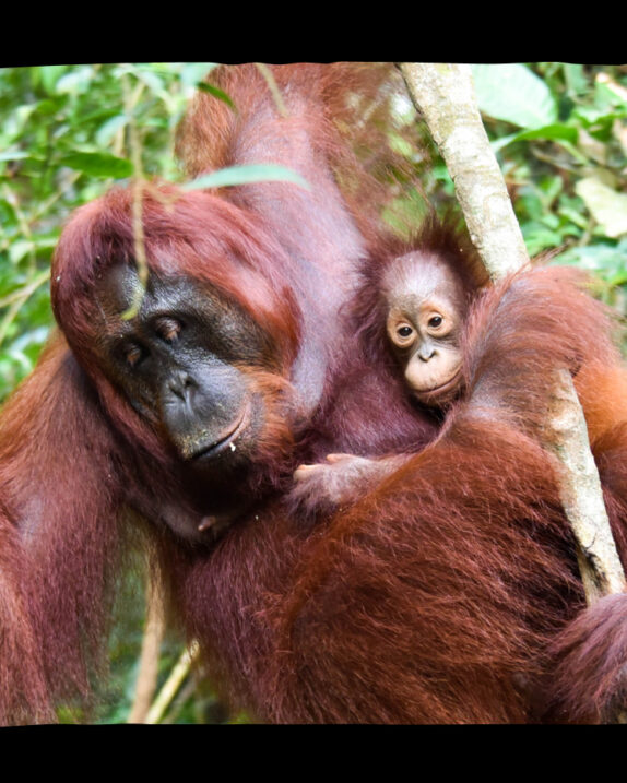 „Sengirės kinas“ Trakų Vokės dvare: „Primatologių trijulė“.
